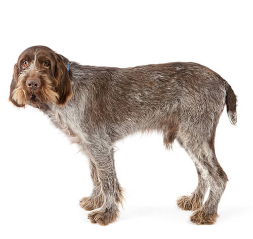 Spinone italiano hot sale colors